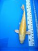 Yamabuki Ogon_Ikarashi_2 Jahre_40 cm.jpg