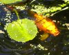 koi....jpg