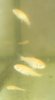 koi_babys_26_06_2010.jpg