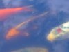 DSCF3566.JPG