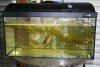 Aquarium_3einhalbWochen.jpg