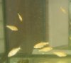 koi-babys-3-einhalb-Wochen.jpg