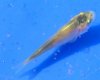 DSCF4272.JPG