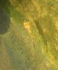 07-03-koi-baby01.jpg