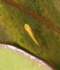 07-03-koi-baby02.jpg
