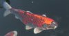 Koi.jpg