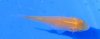 DSCF4568.JPG