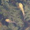 2010-07-08_Koi-Babys04.jpg