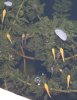 2010-07-08_Koi-Babys01.jpg