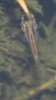 2010-07-08_Koi-Babys03.jpg
