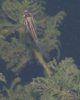2010-07-08_koi-babys01_106.jpg