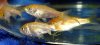 DSCF6660.JPG