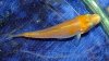 DSCF6621.JPG