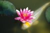 DSC_6680_rose.jpg