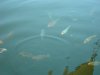 DSCN9707.JPG