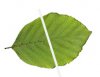 Blatt halbieren.jpg