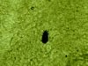 parasiten 012.jpg