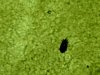 parasiten 011.jpg