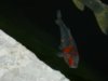 DSCN9754-1.jpg