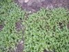 cotula dioica2.jpg