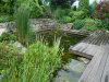 Teich 1.jpg