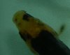 Koi 4cm.jpg