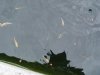 DSC04002.JPG
