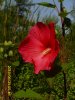 Wasserhibiskus 003.JPG