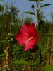 Wasserhibiskus 002.JPG