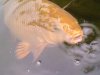 unsere koi am 29august 2010 016.jpg