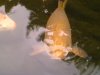 unsere koi am 29august 2010 012.jpg
