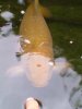 unsere koi am 29august 2010 024.jpg