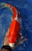 Kohaku 48 cm 2.jpg