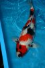 Showa_Takahashi_49 cm_3 Jahre_1.JPG