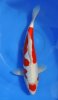 Doitsu Maruten Kohaku 38 cm.jpg
