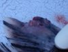 dscf18221.jpg