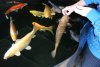 DSC00408.JPG