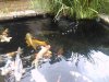 IMG108.jpg