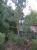 armer baum2.jpg