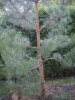 armer baum.jpg