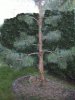 armer_baum1_645XX.jpg