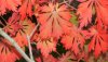 acer japonicum aconitifolium.jpg