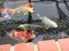 IMG_0176_1.jpg