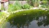 altes Teich 1.jpg