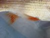 DSC01833.JPG