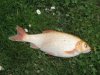 Fisch.jpg