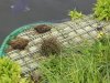 Schwimminsel2.JPG