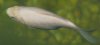 Goldfisch mit Blutungen.jpg