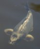 gost_4.jpg