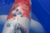koi1 012.jpg
